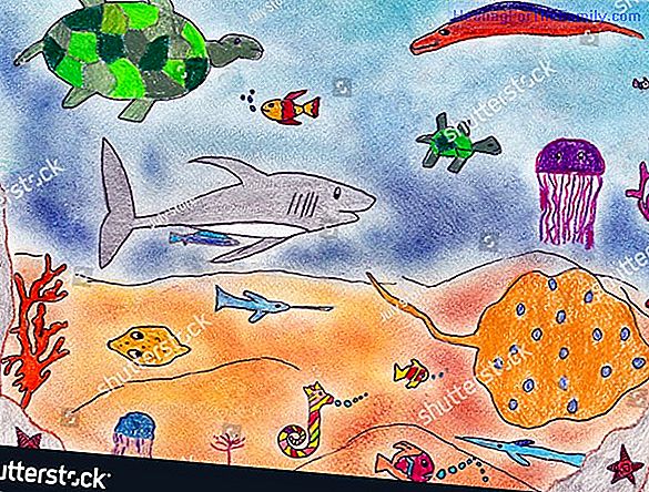 Children's drawings of marine animals. How to draw a dolphin
