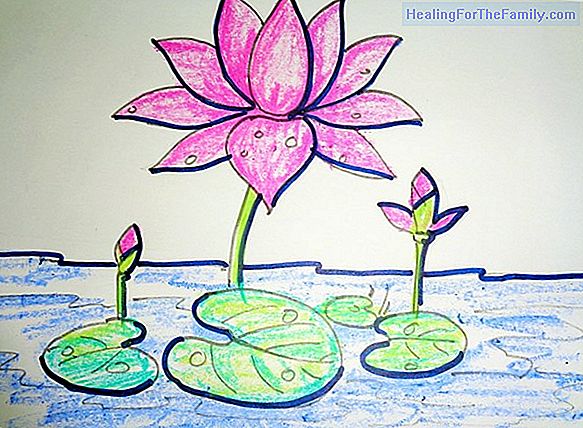 How to draw a lily cove. Flower drawings for children