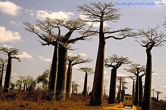 The Baobab. African legend for children