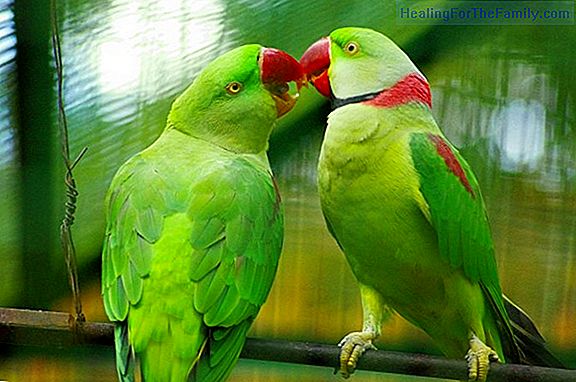 The parrots in disguise. Legend of Ecuador for children