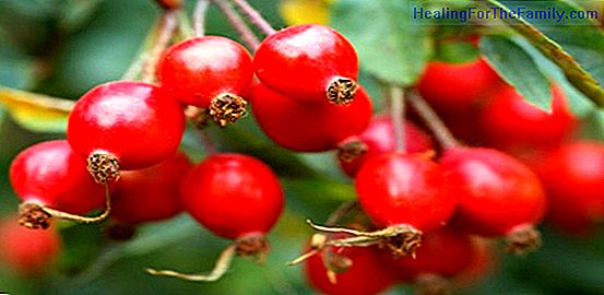 Pregnancy and the benefits of the rose hip
