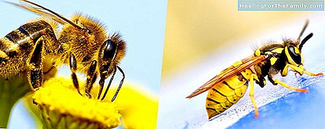 Was zu tun ist, wenn das Kind von einer Biene oder Wespe gestochen wird