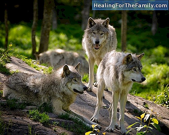Fabel des Wolfes, der Mutter und des Kindes. Fable für Kinder Aesop