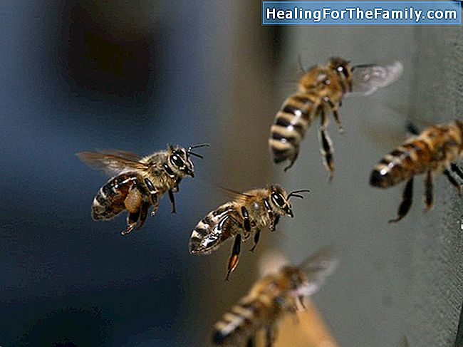 Fliegende Biene. Kinderhandwerk mit Eiern