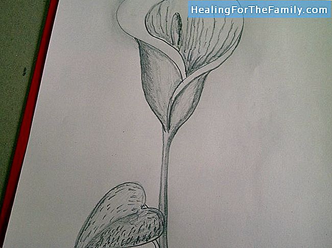 Wie man Schritt für Schritt eine Zeichnung einer Tulpe macht