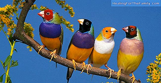 Die Farbe der Vögel. Hindu-Legende für Kinder