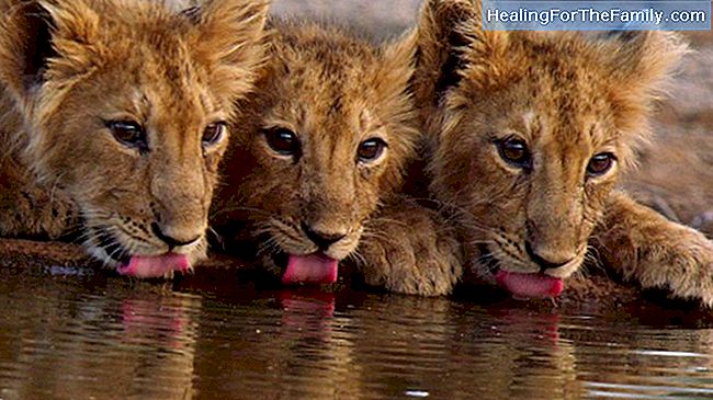 Der Löwe und die drei Ochsen. Fable für Kinder über die Liebe der Familie