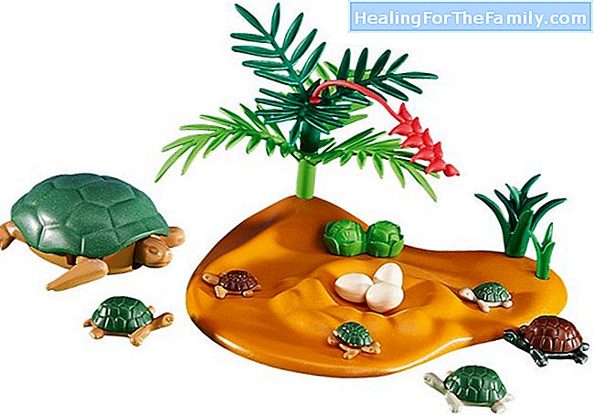 Schildkröte mit Eierbechern. Bereiten Handwerk