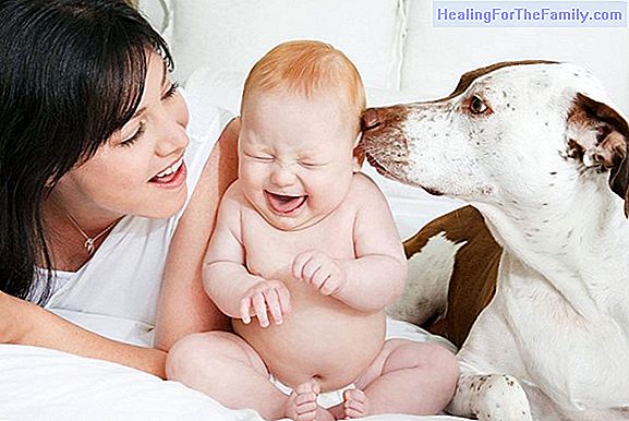 Tips on how to prepare the pet for the arrival of the baby
