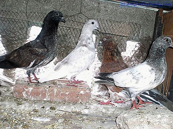 Fly the pigeon. Latin American Christmas Carols