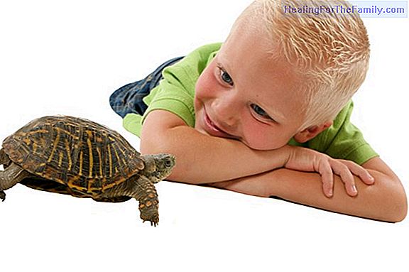 The technique of the turtle to avoid tantrums in children