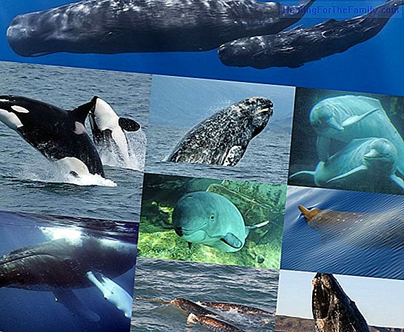 Videos of marine animals in different languages ​​