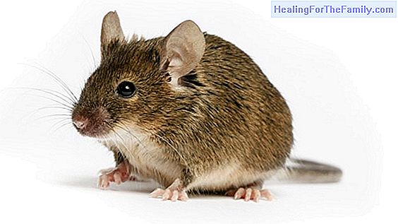 How to cure bites from rats, reptiles and other animals in children