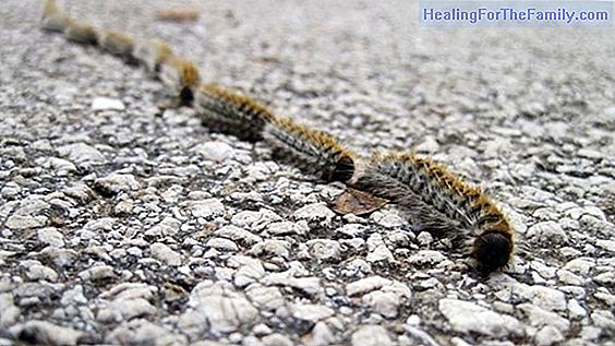 The processionary caterpillars. How they affect children