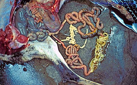 The tapeworm or lonely during childhood
