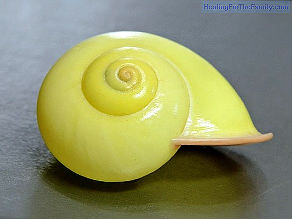 A snail and a conch shell. Poesía tongue-twisting for children