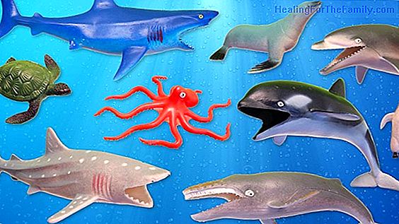 Drawings of ocean animals to print and color