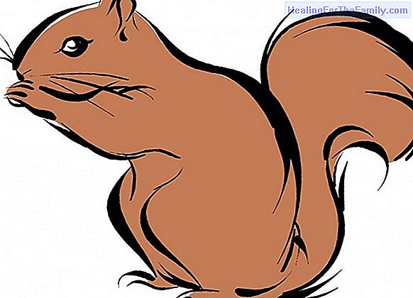 How to make a drawing of a squirrel step by step