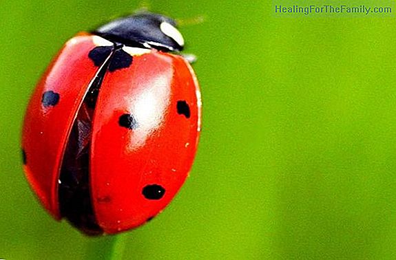 Ladybug of luck. Children's crafts with eggs