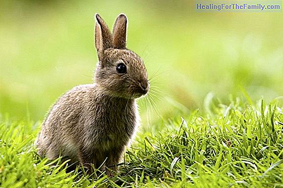 The Chinese Zodiac for Babies Rabbit