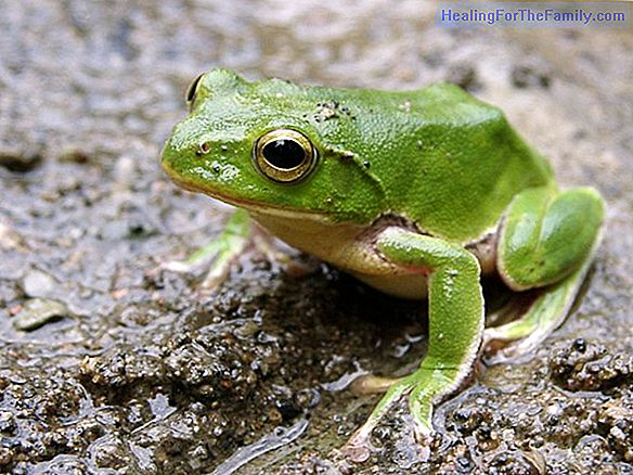 The green toad. Poetry of Carmen Gil for children