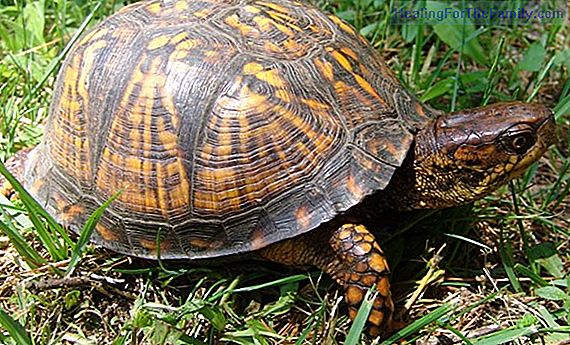 The turtle. Short animal poems