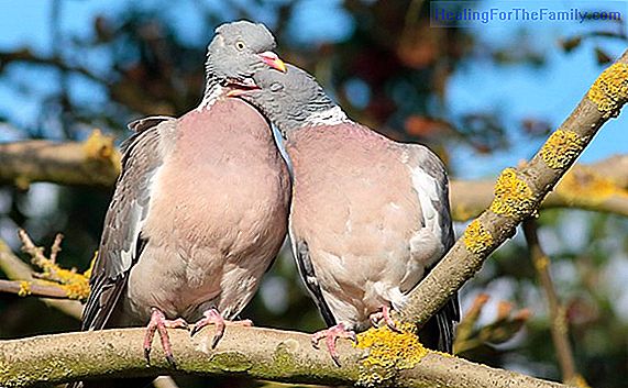 The wood pigeon. Short Mexican Tales