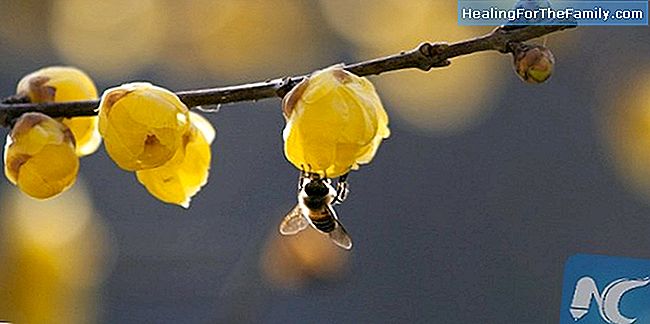 Comment guérir les piqûres d'abeille ou de guêpe chez les enfants