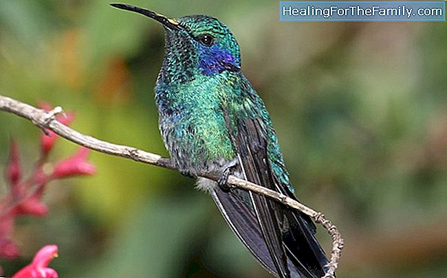 Le colibri. légende maya pour les enfants