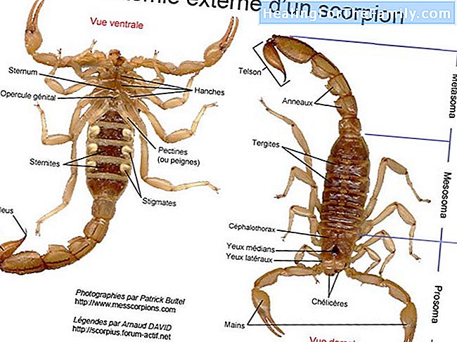 Le scorpion et la tortue. Fables pour éduquer les enfants