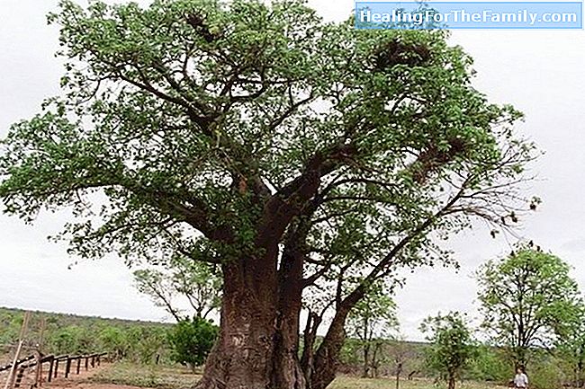 Il Baobab. leggenda africana per i bambini