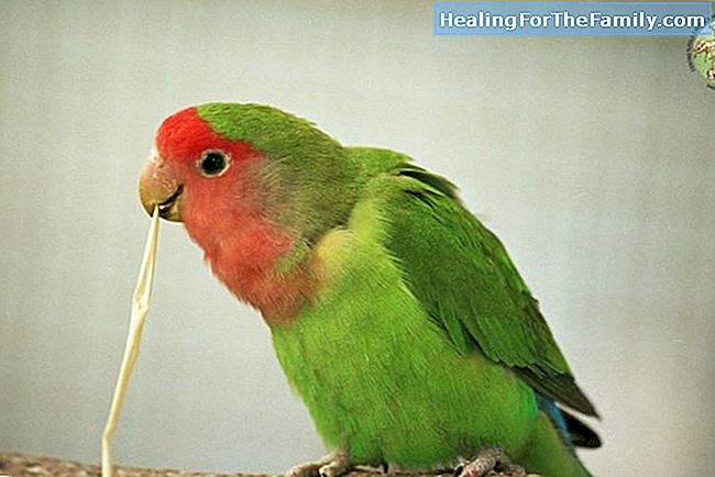Il pappagallo Pirli. favola moderna per i bambini