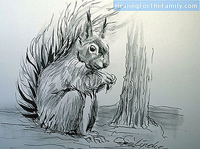 Hoe een eekhoorn te tekenen. Tekeningen voor kinderen