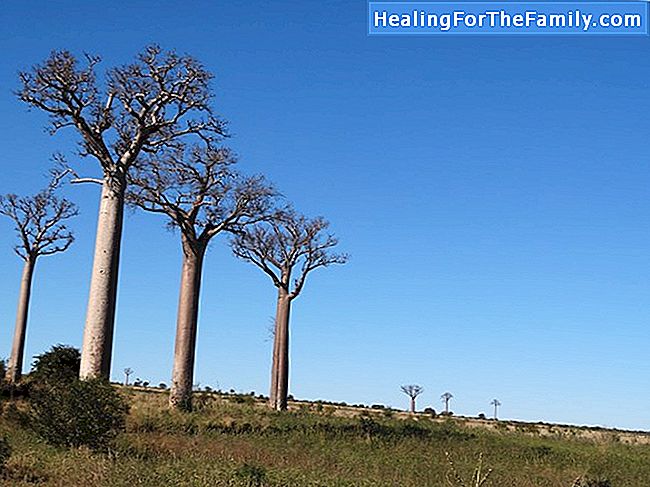 De Baobab. Afrikaanse legende voor kinderen
