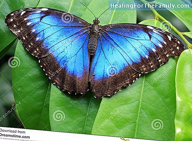 De blauwe vlinder. Oriental legenda voor kinderen