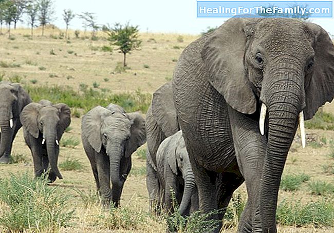 De olifant en de regen. Afrikaanse legende voor kinderen