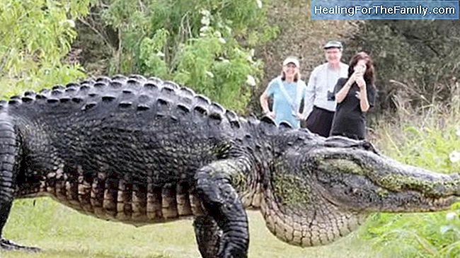 De gigantische krokodil. Poëzie rijmende kinderen