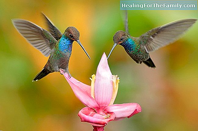 De kolibrie. Maya-legende voor kinderen