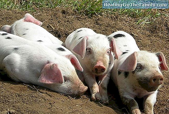 De drie kleine varkens. Song Cri Cri voor kinderen