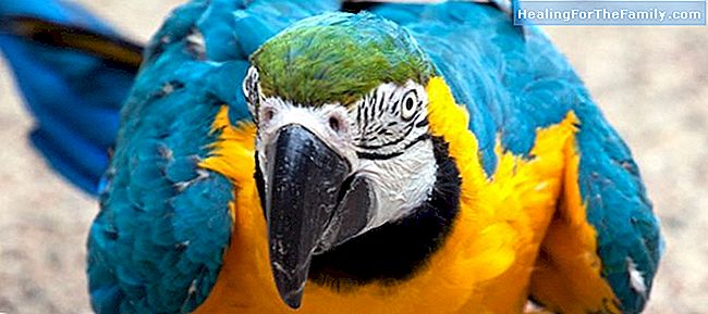 Papegøye, papegøye. korte dikt dyr