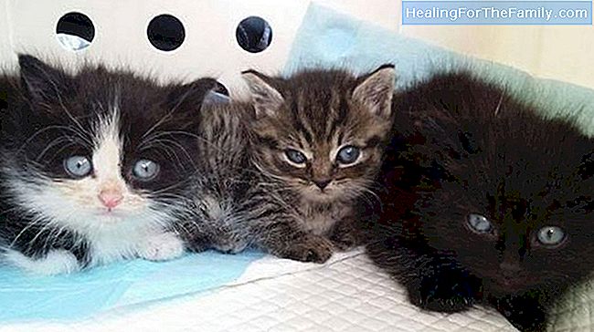 Tre små kattunger. Engelske sanger for babyer