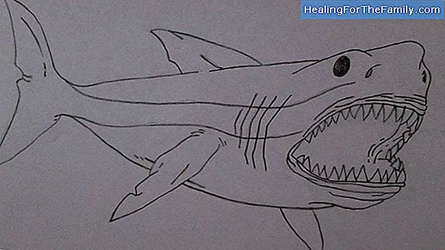 Desenhos infantis de animais marinhos. Como desenhar um golfinho