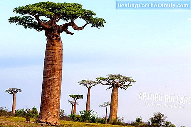 O Baobab. Lenda africana para crianças