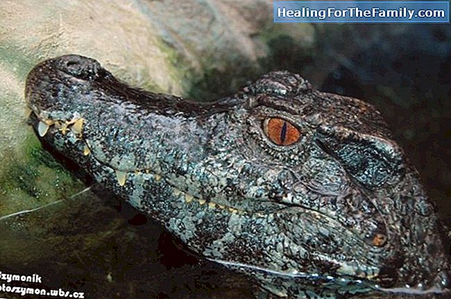 A pele do crocodilo. Lenda africana para crianças