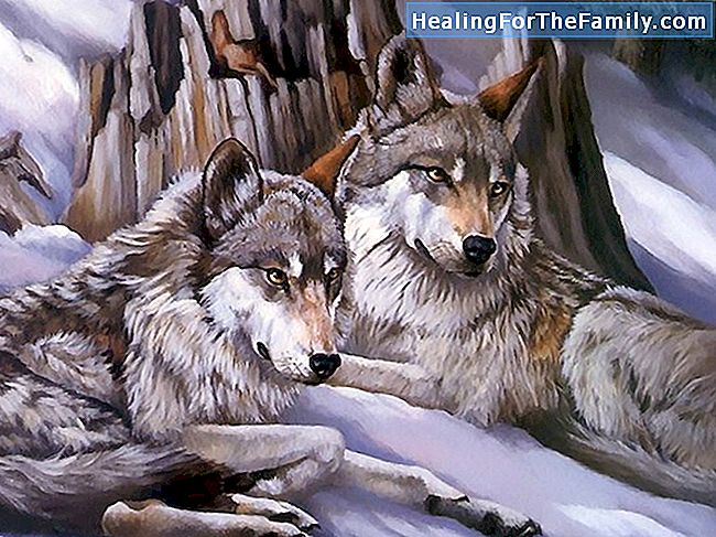Os lobos se reconciliam com os cães. Fábula de Esopo