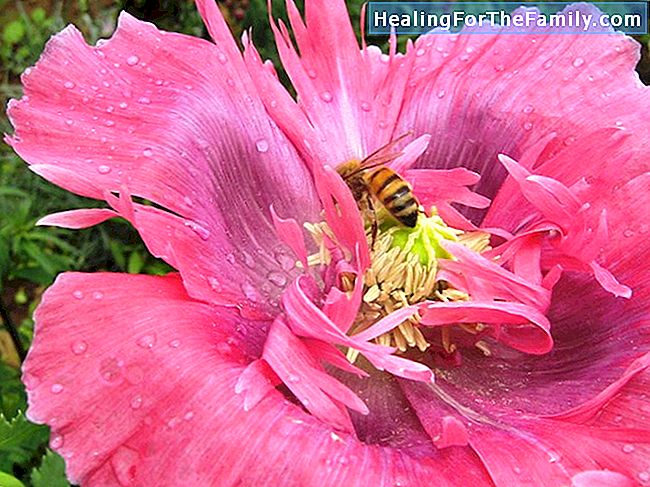 Albine zburătoare cu role de hârtie igienică. ambarcațiuni pentru copii