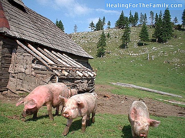 Cei trei porci. povestiri tradiționale în limba engleză pentru copii