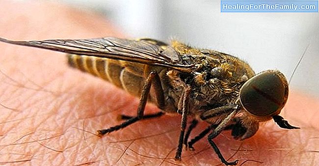 Hur man behandlar myggbett och horseflies hos barn
