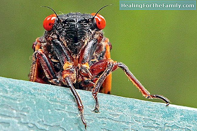 Cicaden och myran. Fabler av La Fontaine