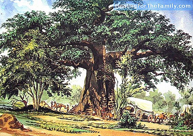 Baobaben. Afrikanska legend för barn